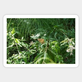 Butterfly On The Edge Of The Forest Magnet